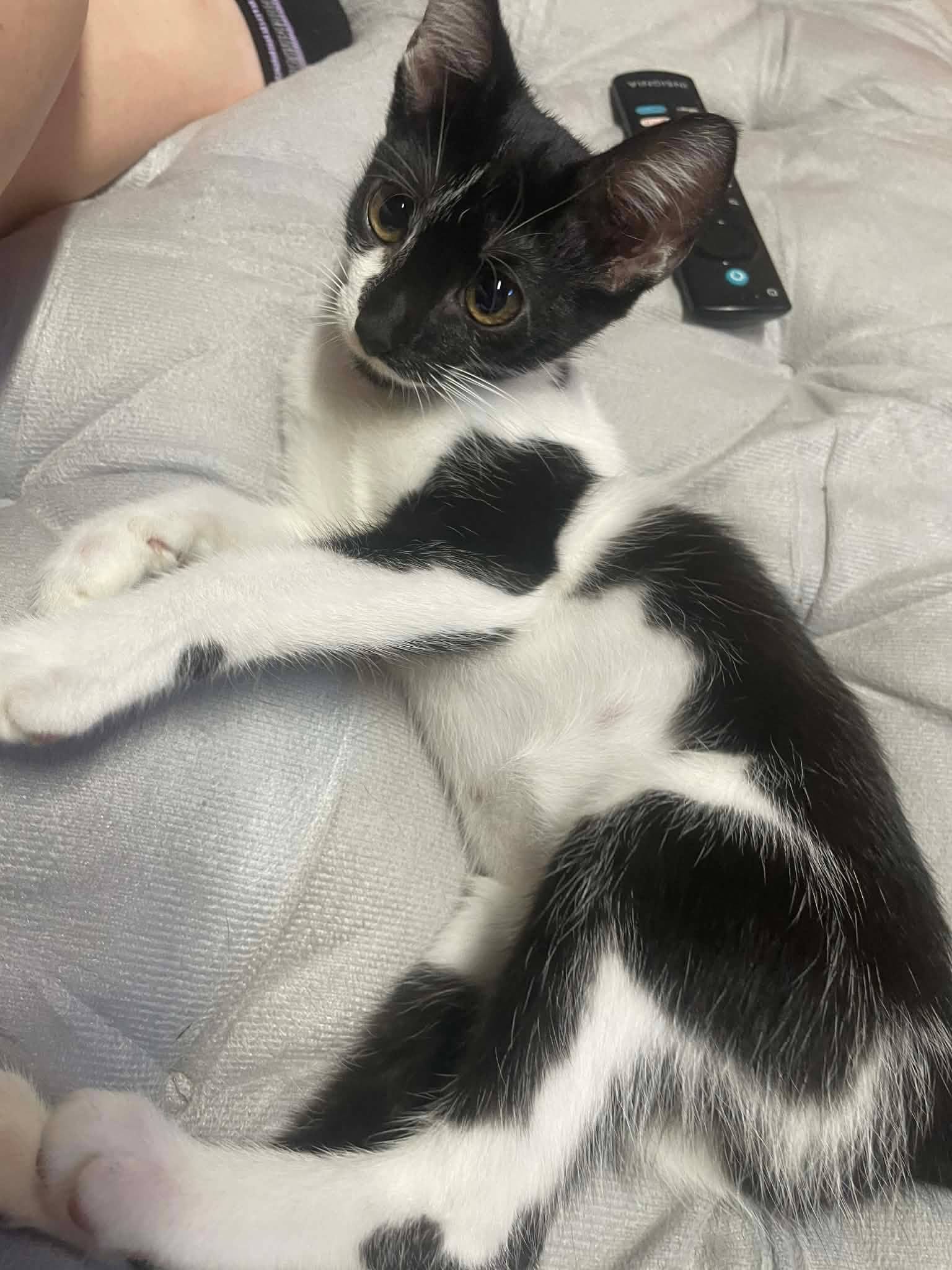Nova