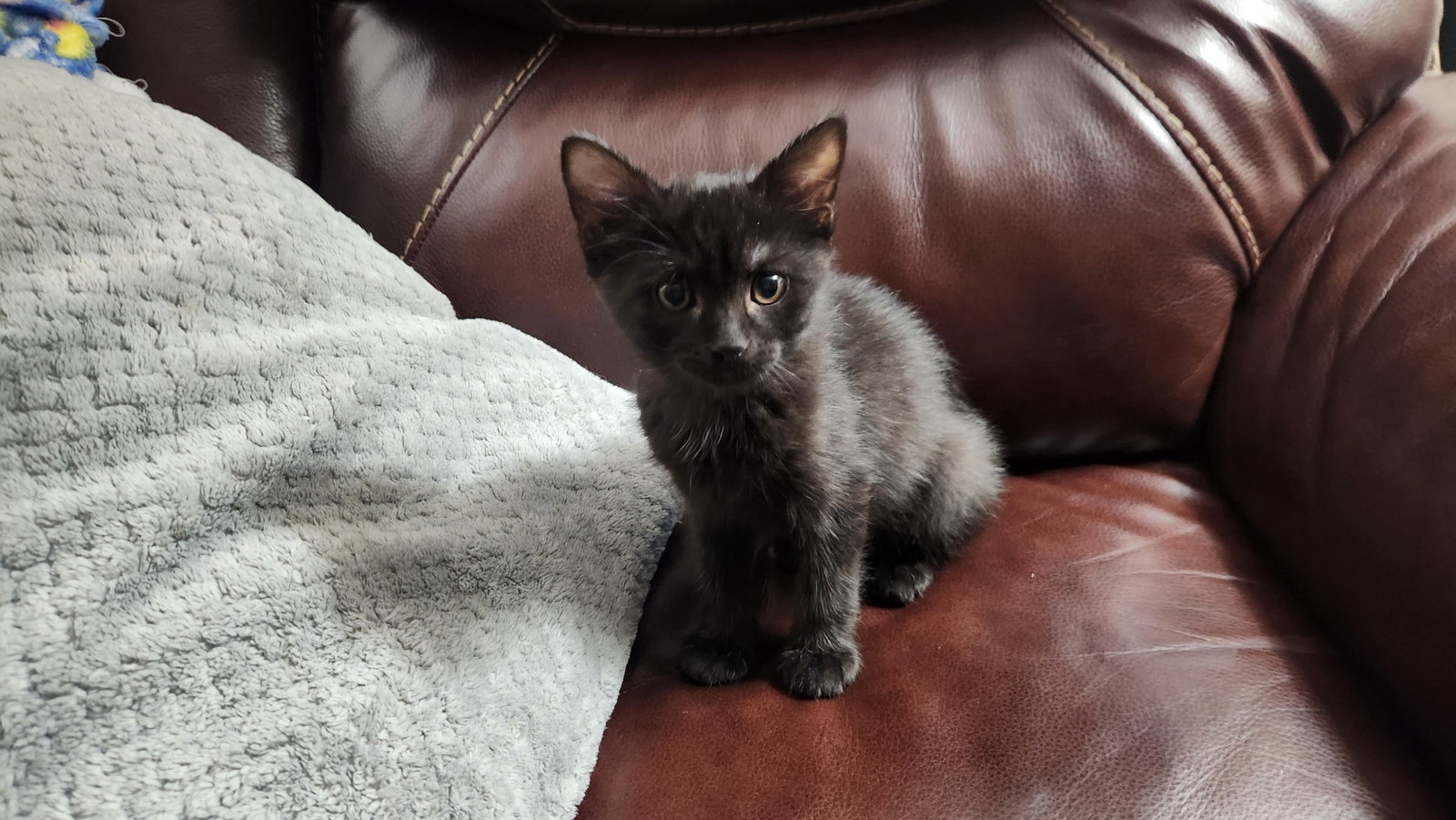 Bruce