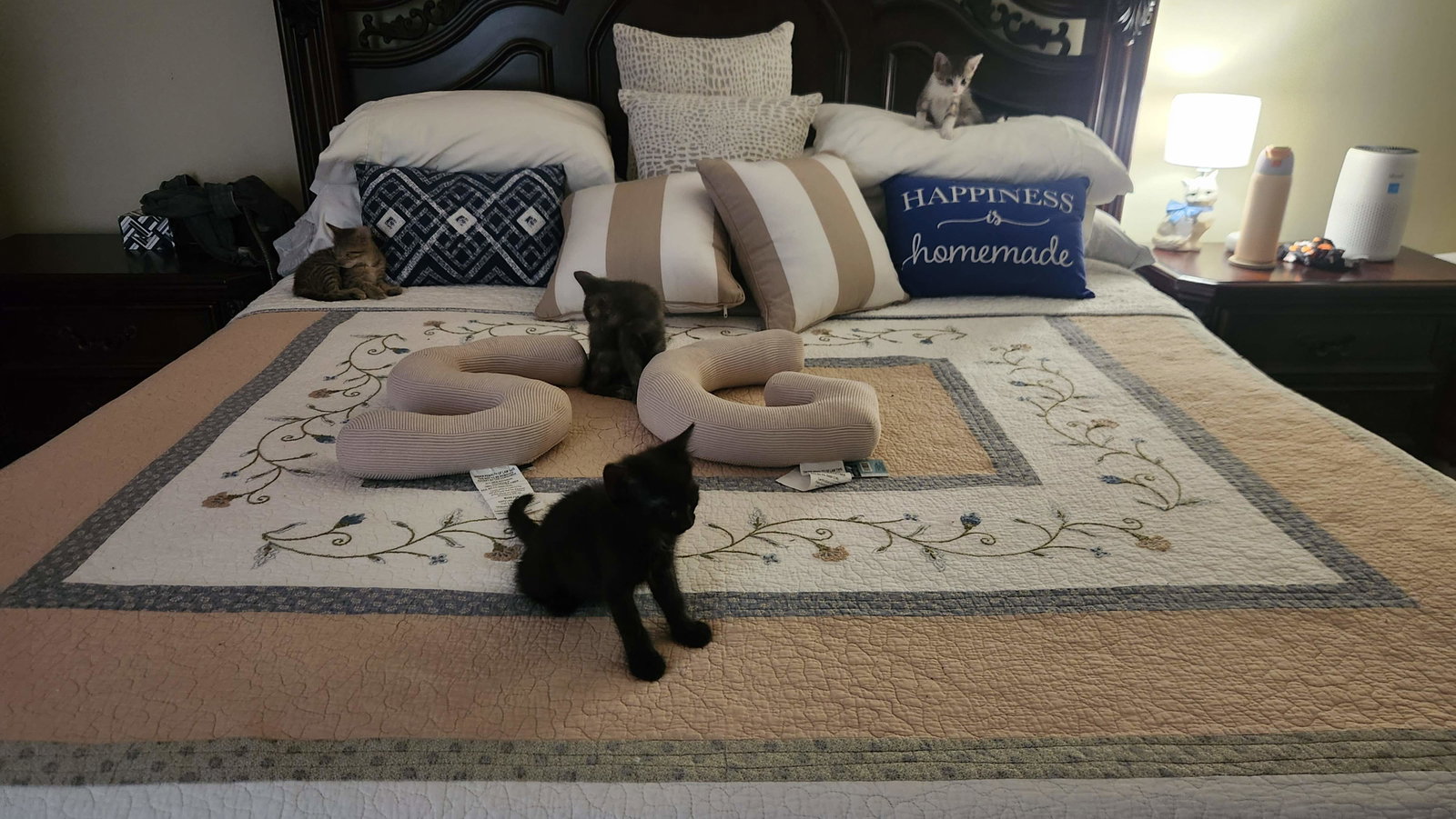 Panther, photo 2