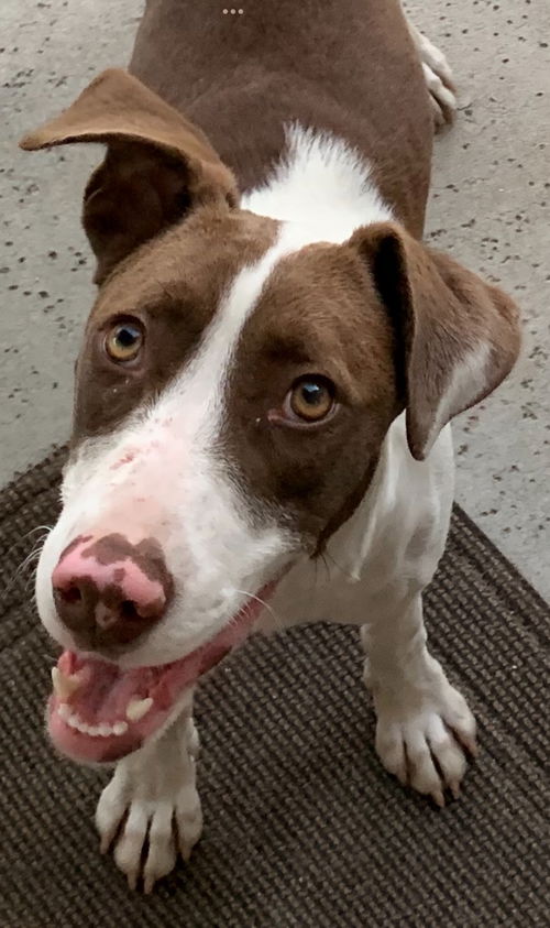 Shyla