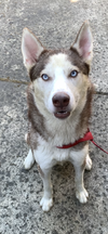 Kali