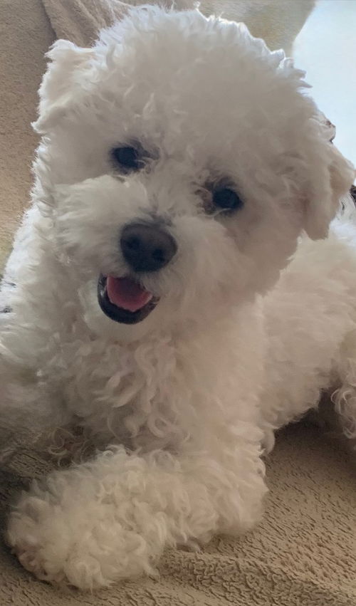 Vincenzo