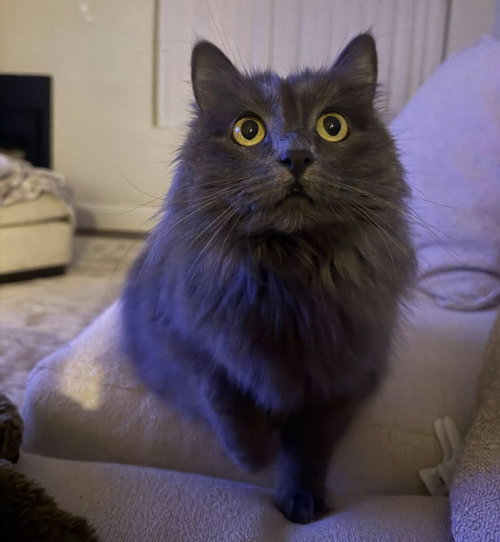 Gracie, Adult Nebelung / Russian Blue (medium coat), cat for adoption in Citrus Heights, California
