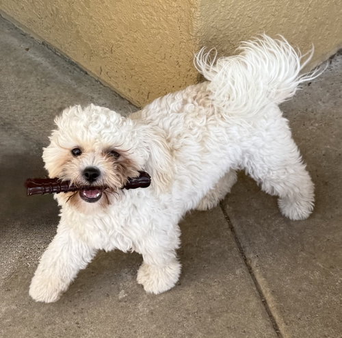Tino, an adoptable Shih Tzu in Roseville, CA