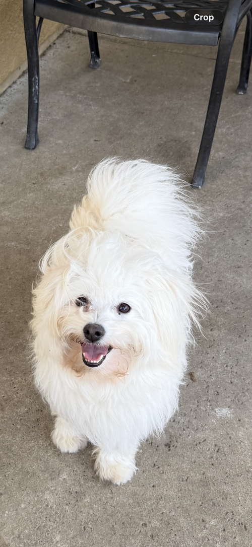 Frosty, an adoptable Maltese in Roseville, CA
