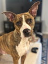 adoptable Dog in  named Kale