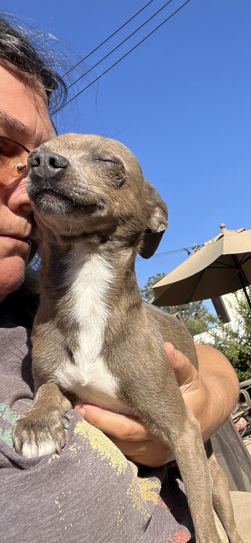 PUPPERS