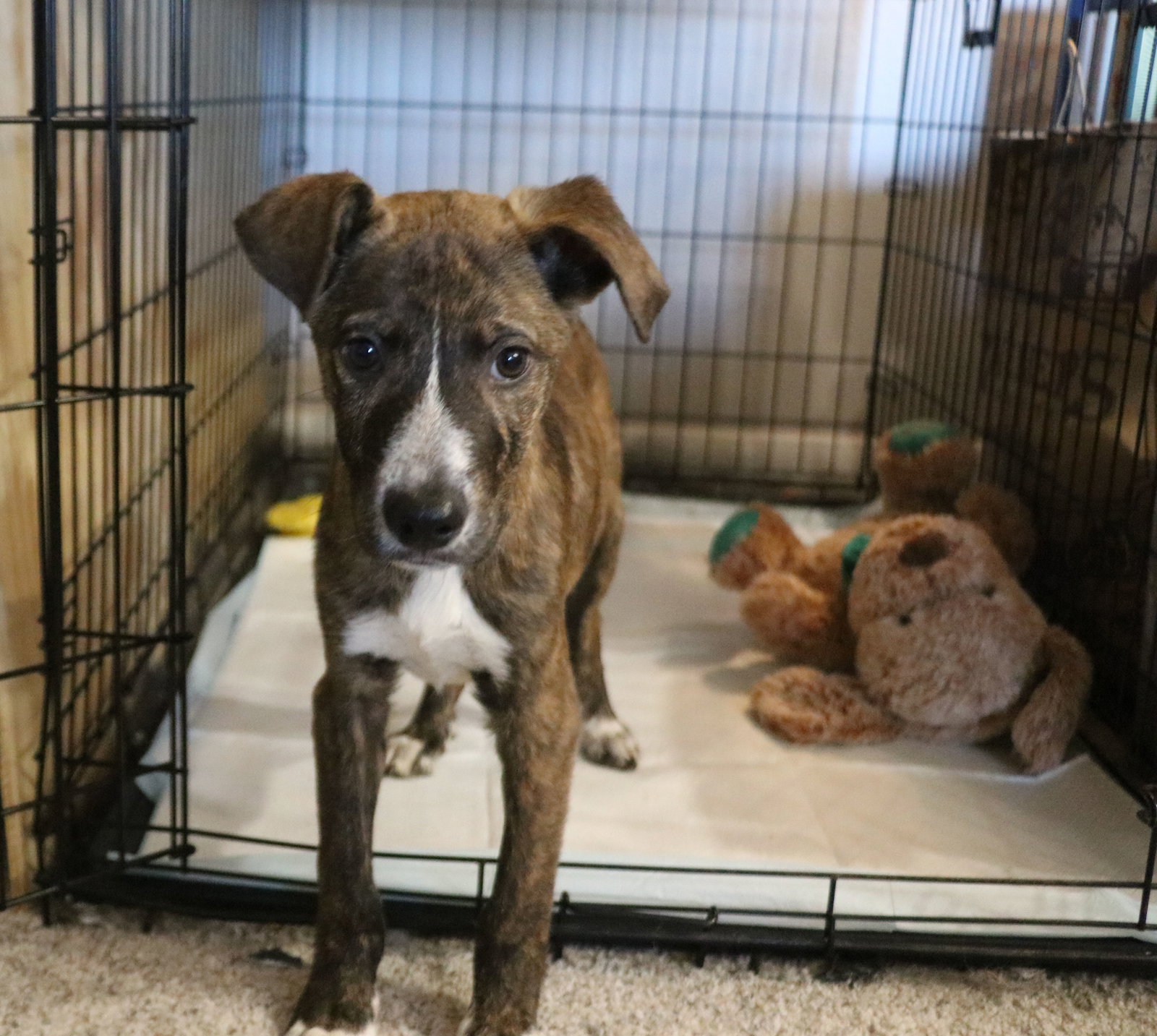 Unknown Breed