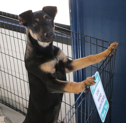 Alanis, an adoptable Unknown breed in Pflugerville, TX