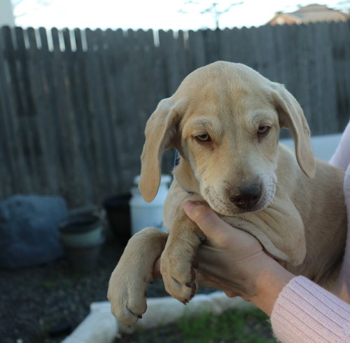 Bear B-Que, an adoptable Hound in Pflugerville, TX