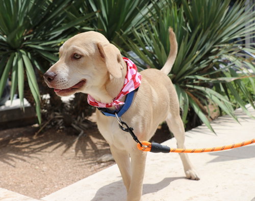 Bear B-Que, an adoptable Hound in Pflugerville, TX