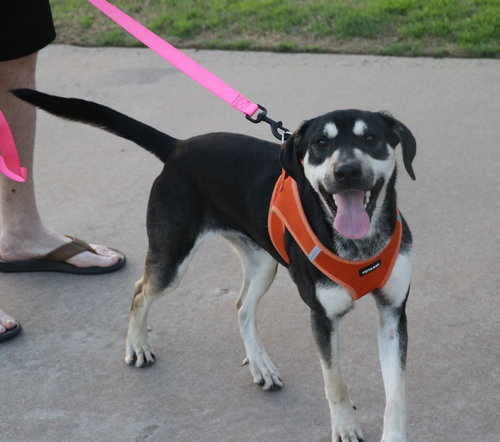 Blackie, an adoptable Terrier in Pflugerville, TX