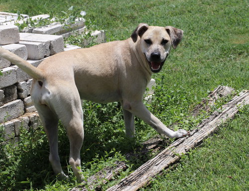 Blondee, an adoptable Black Mouth Cur in Pflugerville, TX