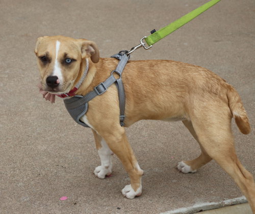 Clover, an adoptable Terrier in Pflugerville, TX