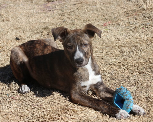 Comet photo 2