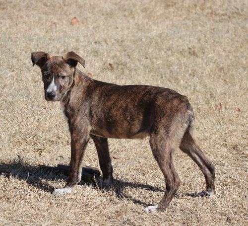 Comet photo 4