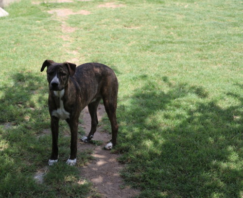 Comet photo 1
