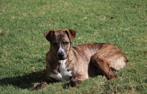 Comet photo 3