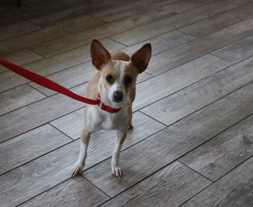 Curie, an adoptable Chihuahua in Pflugerville, TX