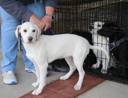 Pearl, an adoptable Labrador Retriever in Pflugerville, TX
