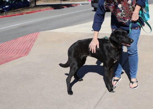 Dweezel, an adoptable Labrador Retriever in Pflugerville, TX