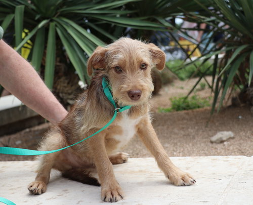 Finny, an adoptable Schnauzer in Pflugerville, TX