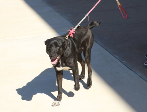 Huey, an adoptable Labrador Retriever in Pflugerville, TX