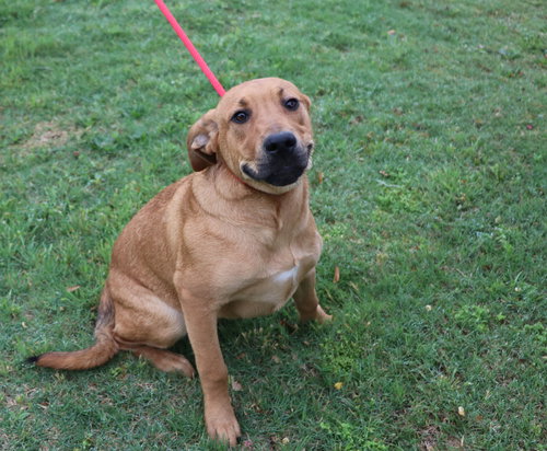 Hurley, an adoptable Unknown breed in Pflugerville, TX