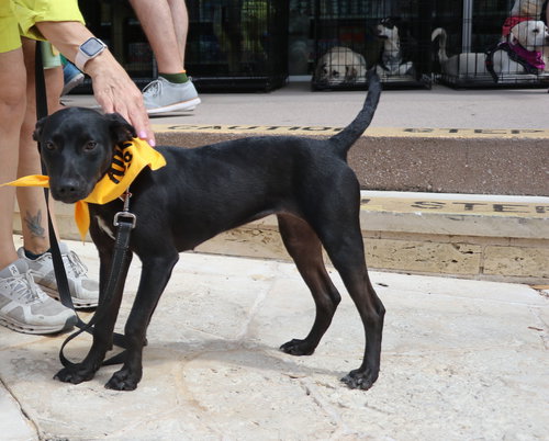 Kona, an adoptable Terrier in Pflugerville, TX