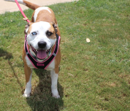 Leilani, an adoptable Pit Bull Terrier in Pflugerville, TX