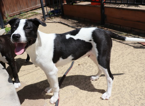 Ollie L, an adoptable Border Collie in Pflugerville, TX