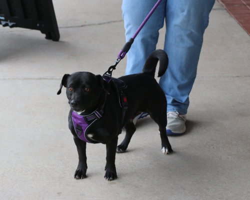 Onyx, an adoptable Dachshund in Pflugerville, TX