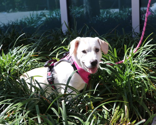 Diamond, an adoptable Labrador Retriever in Pflugerville, TX