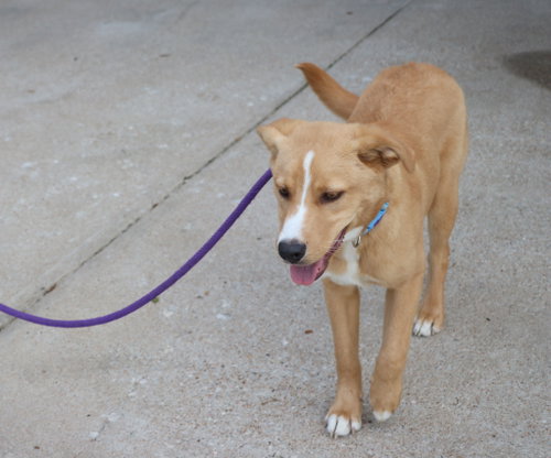 Reese (Scooby) photo 2