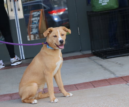 Reese (Scooby) photo 4