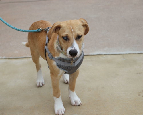 Sage Kat, an adoptable Labrador Retriever in Pflugerville, TX