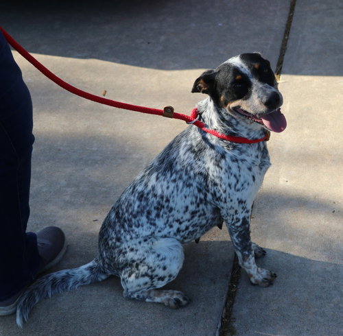 Sasha Heeler, an adoptable Australian Cattle Dog in Pflugerville, TX