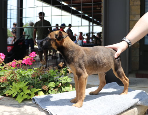 Seven, an adoptable Unknown breed in Pflugerville, TX