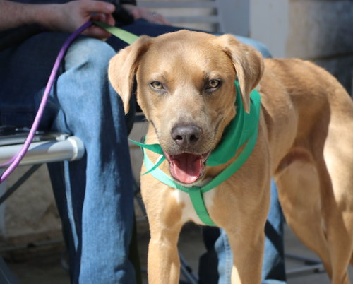 Seymour, an adoptable Labrador Retriever in Pflugerville, TX