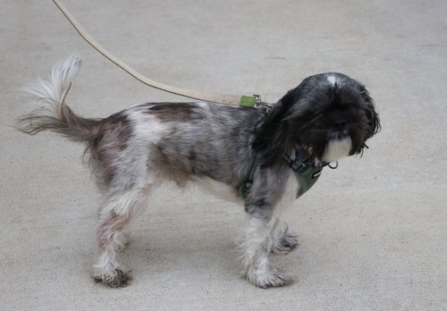 Rocky Roo, an adoptable Shih Tzu in Pflugerville, TX