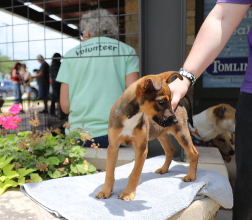 Sigma, an adoptable Unknown breed in Pflugerville, TX