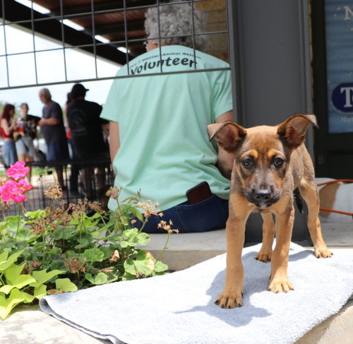 McLaren, an adoptable German Shepherd Dog in Pflugerville, TX