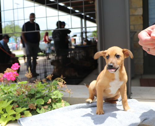 Six, an adoptable Unknown breed in Pflugerville, TX