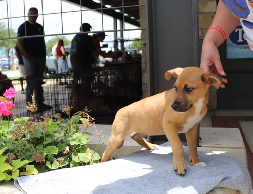 Rolls, an adoptable Unknown breed in Pflugerville, TX