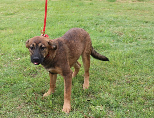 Sunhwa, an adoptable Unknown breed in Pflugerville, TX