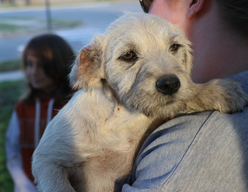 Tobias, an adoptable Schnauzer in Pflugerville, TX