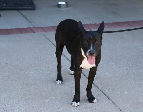 Ziggy L photo 2