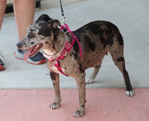 Cleo (Willow), an adoptable Catahoula Leopard Dog in Pflugerville, TX