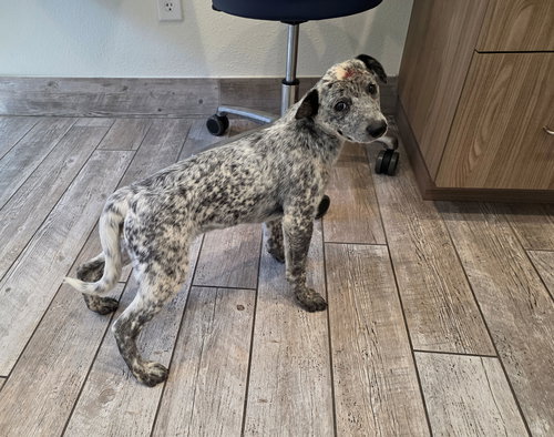 Marcher, an adoptable Australian Cattle Dog in Pflugerville, TX