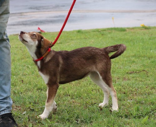 Freyja, an adoptable Unknown breed in Pflugerville, TX